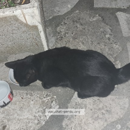 Picture of cat found at Montauban