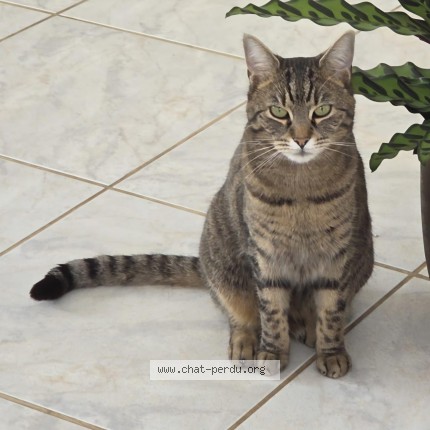 Photo 1/1 Reunited cat Lost in Grigny