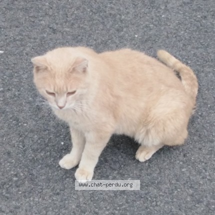 Photo 1/1 Found cat Found in Urrugne