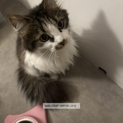 Photo 1/1 Found cat Found in Lille
