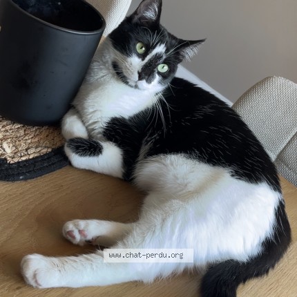 Photo 1/1 Reunited cat Lost in Eze