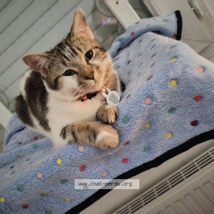 Photo 1/1 Minoucha Cat lost in Corbas