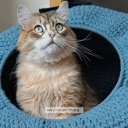 Photo 1/1 Ivankof Cat lost in Quebec