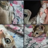 Bambi AI
