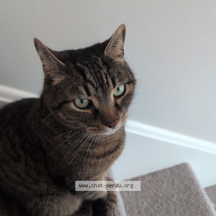 Photo 1/1 Zeus Cat lost in Beauport