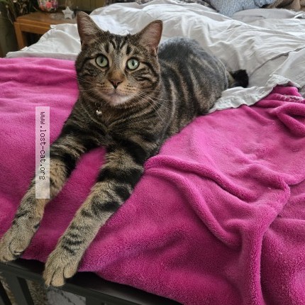 Photo 1/1 Jesse Cat lost in Saint Germain