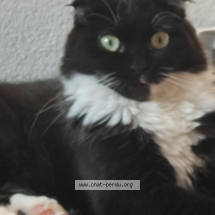 Foto 1/1 michka Katze verloren in Vevey