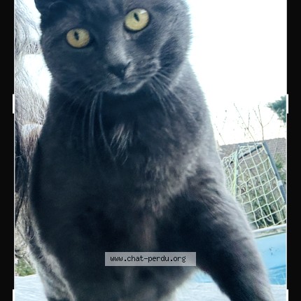Photo 1/1 Reunited cat Lost in Thoiry