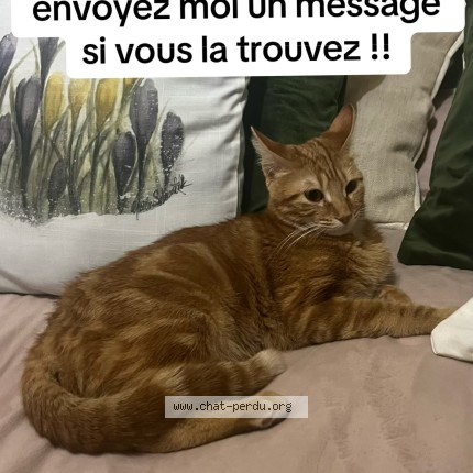 Photo 1/1 Mimi Cat lost in Nimes