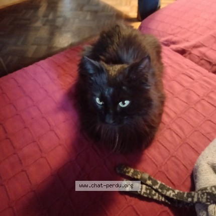 Photo 1/2 Found cat Found in Courpiere