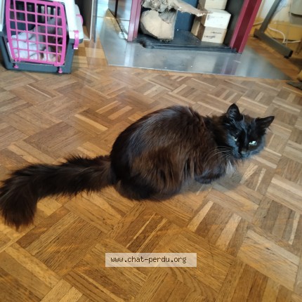 Photo 2/2 Found cat Found in Courpiere
