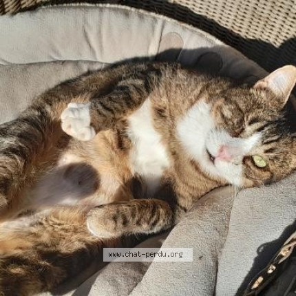 Photo 1/1 Reunited cat Lost in Les Angles