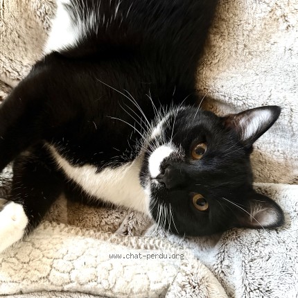 Photo 1/1 Salem Cat lost in Doazit