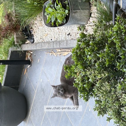 Picture of cat found at Saint Brice Sous Foret