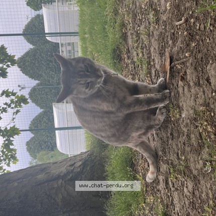 Photo 1/1 Found cat Found in Petit Quevilly