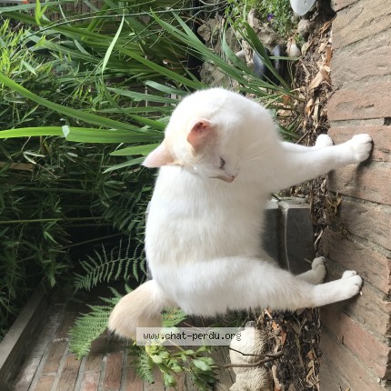 Foto van vermiste kat in Grimbergen