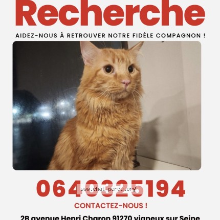 Photo 1/1 Reunited cat Lost in Vigneux Sur Seine