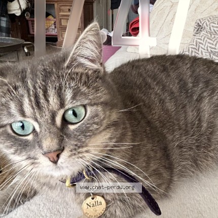 Photo 1/1 Found cat Found in Epone