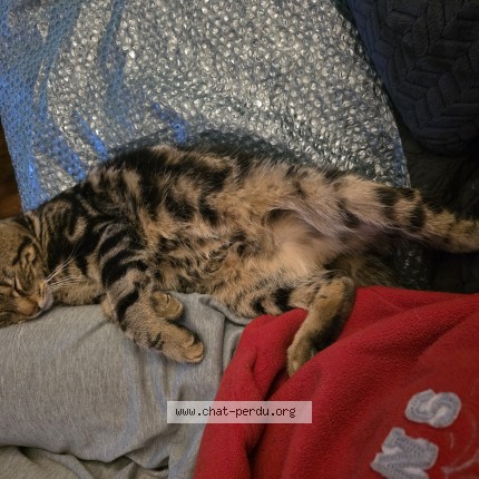 Photo 1/2 bandit Cat lost in Villemomble