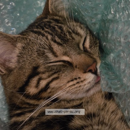 Photo 2/2 bandit Cat lost in Villemomble