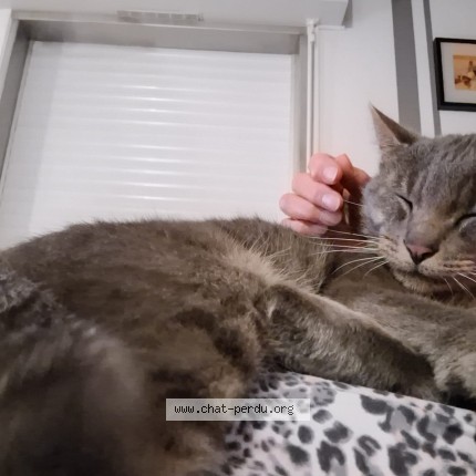Photo of a cat found in Plelo
