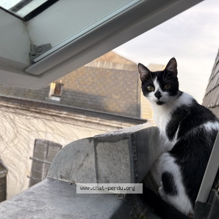Photo of a cat found in La Roche Sur Yon