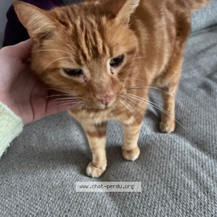 Photo 1/1 Snaki Cat lost in Gerzat