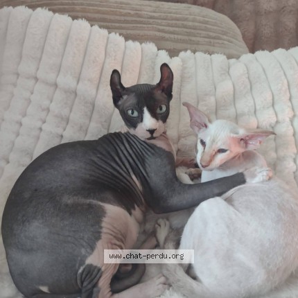 Photo 1/1 Victor Baltasar Cat lost in Excenvex