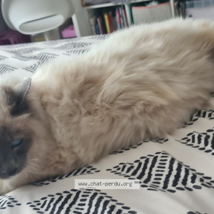 Photo 1/1 flocon Cat lost in Olivet