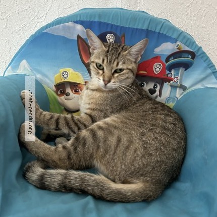 Photo 1/1 Reunited cat Lost in Grenoble