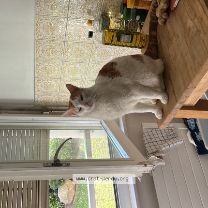 Foto 1/1 Athenos Katze verloren in Grand Saconnex