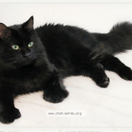 Photo 1/1 Ti-bum Cat lost in Montreal