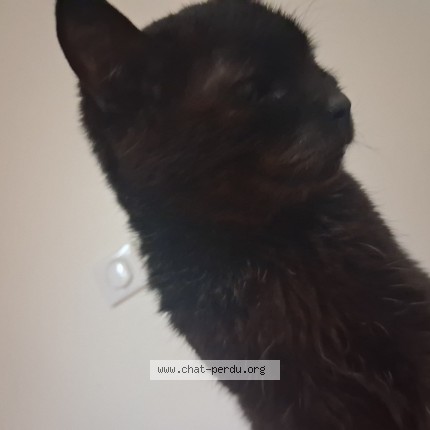 Photo 1/1 Tytruc Cat lost in Ardon