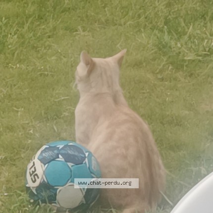 Photo 1/1 misoko Cat lost in Nimes