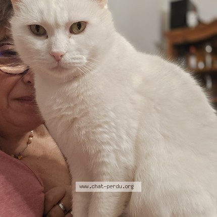 Foto 1/1 Popeye Katze verloren in Misery