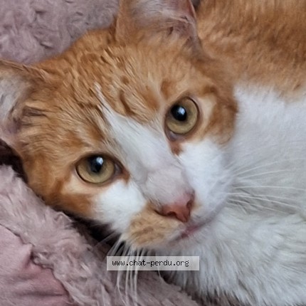 Photo 1/1 Found cat Found in Auterive