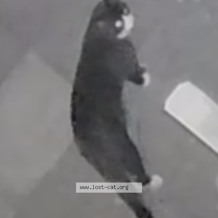 Photo 1/1 Found cat Found in Laval