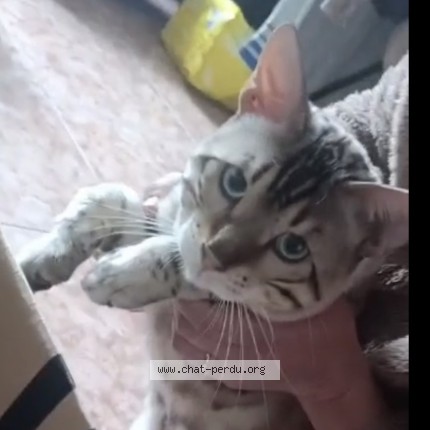 Photo 1/4 barsik Cat lost in Trilbardou