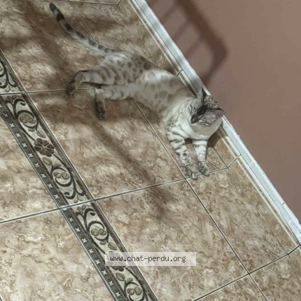 Photo 2/4 barsik Cat lost in Trilbardou