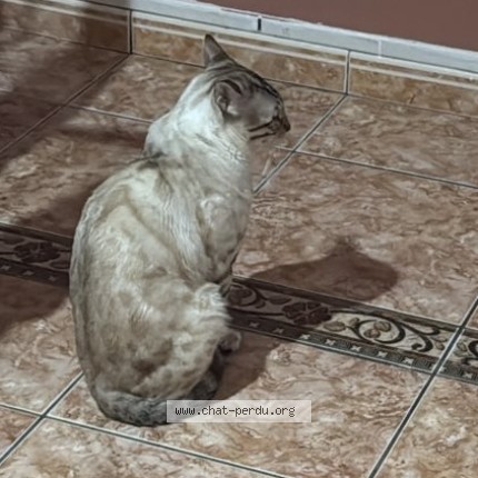 Photo 3/4 barsik Cat lost in Trilbardou