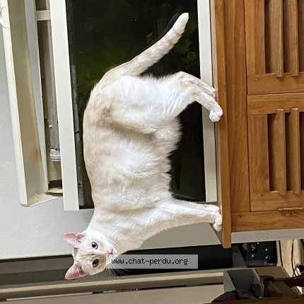 Photo 1/1 COUSCOUS Cat lost in Abos