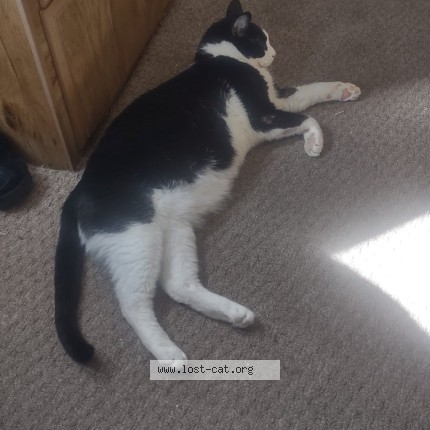 Photo 2/4 Bear Cat lost in Meridian