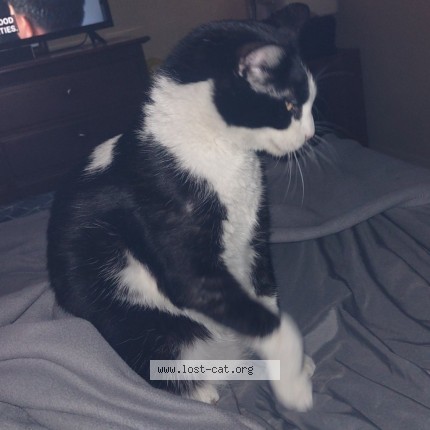 Photo 3/4 Bear Cat lost in Meridian