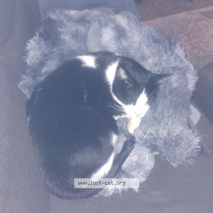 Photo 4/4 Bear Cat lost in Meridian