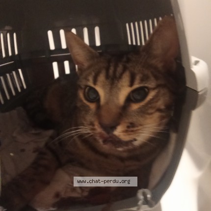 Photo 1/1 Found cat Found in Paris