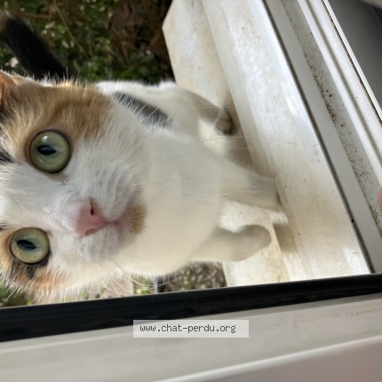 Photo 1/1 Found cat Found in Isle D Abeau