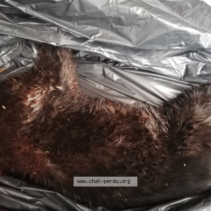 Photo 1/1 Found cat Found in La Tour De Salvagny