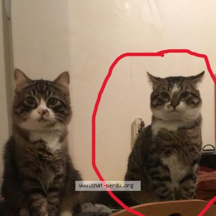 Photo of a cat found in Marseille