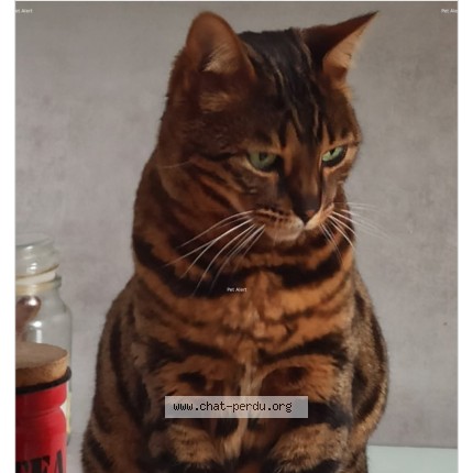 Photo of a cat found in Boullay Les Troux