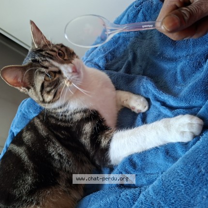 Photo 1/1 Dallas Cat lost in Draveil